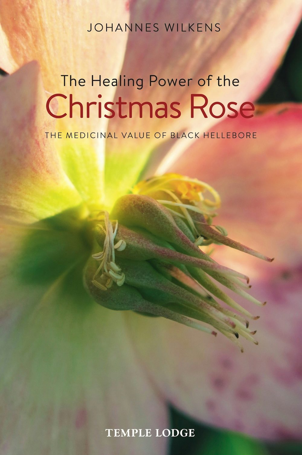 Cover image for The Healing Power of the Christmas Rose, isbn: 9781912230006